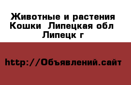 Животные и растения Кошки. Липецкая обл.,Липецк г.